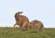   Brown Hares DM2041