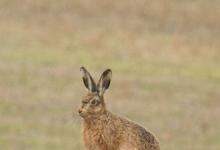  Brown Hare DM2044
