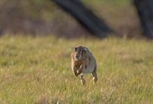  Brown Hare Running DM2042