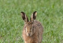  Brown Hare Running DM2043