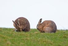  Brown Hares DM2045