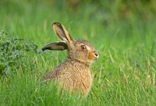  Half Grown Leveret DM2046