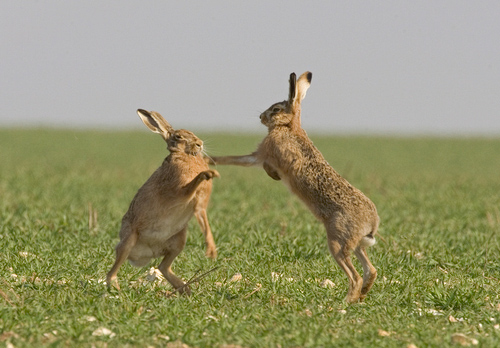 Boxing Brown Hares 2 DM0243