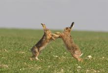 Boxing Brown Hares 5 DMO262
