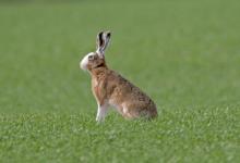 Brown Hare  DM0914