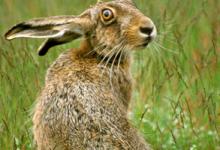 Brown Hare  DM1172