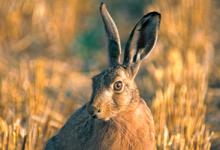 Brown Hare  DM1173