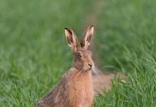 Brown Hare 2 DMO244