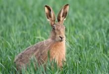 Brown Hare 3 DM0251