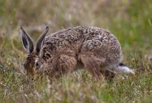 Brown Hare DM1159