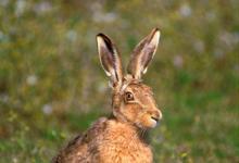 Brown Hare DM1178