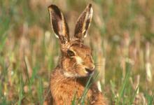 Brown Hare DM1183