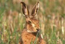 Brown Hare DM1183