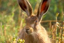 Brown Hare DM1184