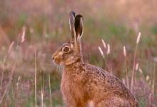 Brown Hare DM1188