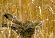 Brown Hare Eating Corn DM1176