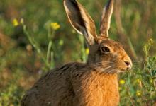 Brown Hare Eating DM1177