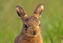 Brown Hare Leveret DM1179