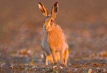 BROWN HARE AT DAWN