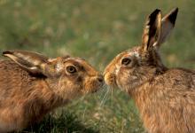 Brown Hares DM1175