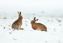 Brown Hares in the Snow DM0272