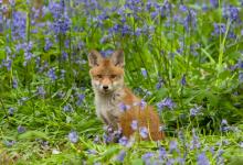 Fox Cub 3 DM0253