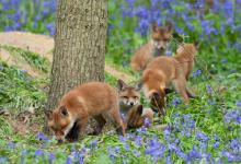 Fox Cubs 2 DM0245