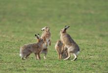 Group of Brown Hares, Islay 5