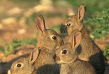 Group of Young Rabbits DM0278