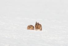 Hares in the Snow 2 DM0246