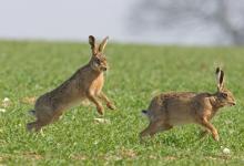 Mad Brown Hares 2 DM0247