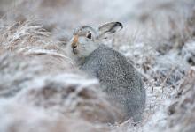 Mountain Hare in the Snow
