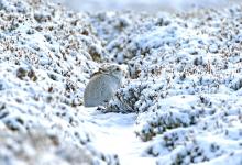Mountain Hare in the Hare Snow.