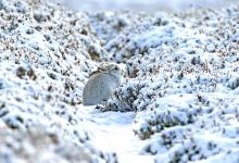 Mountain Hare in the Hare Snow.