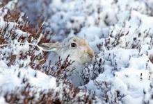 Mountain Hare in the Hare Snow.