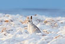 Mountain Hare in the Hare Snow.