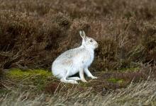 Mountain or Blue Hare DM0739