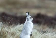 Mountain or Blue Hare DM0740