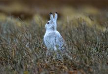 Mountain or Blue Hare DM0741