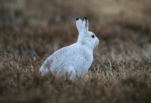 Mountain or Blue Hare DM0742