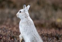 Mountain or Blue Hare DM0744