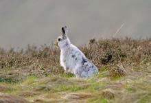 Mountain or Blue Hare DM0989