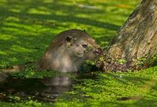 Otter  DM0648