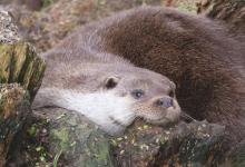 Otter DM0739