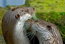 Otters