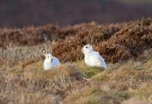 Pair of Mountain or Blue Hares DM0747