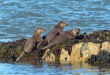   Pair of Otters DM2091