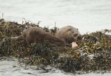   Pair of Otters Feeding DM2092