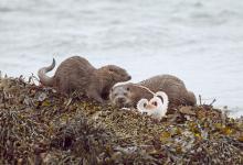   Pair of Otters with a Octopus DM2094