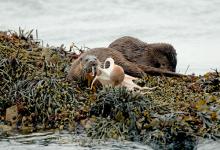   Pair of Otters with a Octopus DM2095